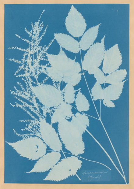 The first photographs were blue