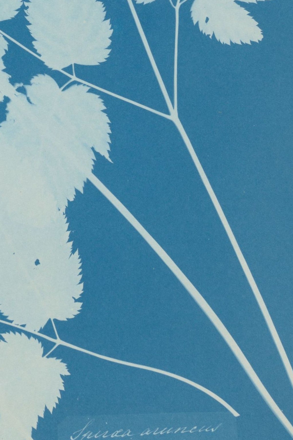 Another detail of the print, close up