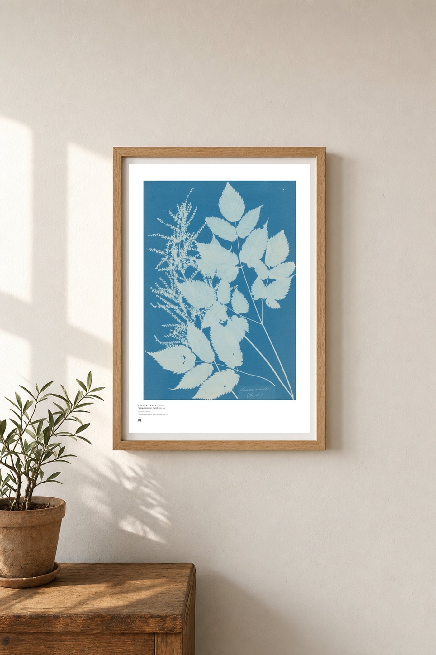 Anna Atkins — Spiræa aruncus (cyanotype)