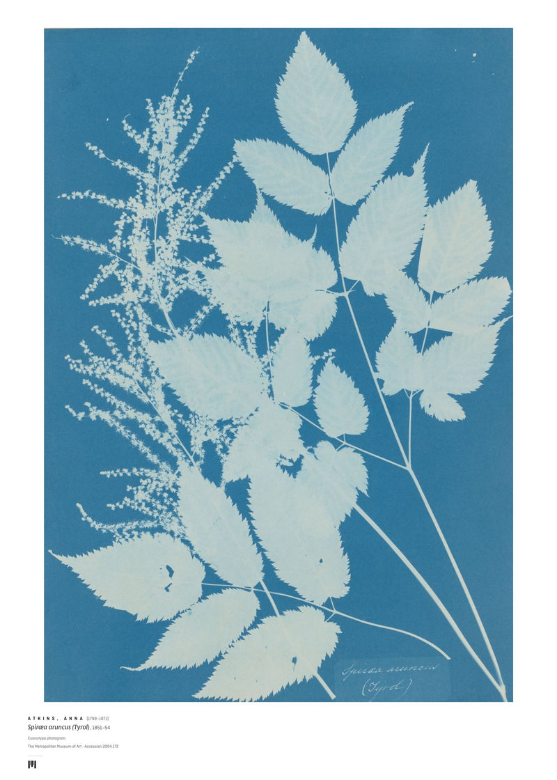 Anna Atkins, Spiræa aruncus (cyanotype) — archival art print