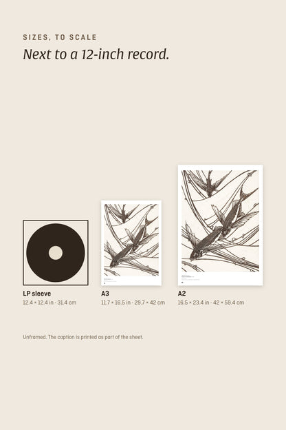 Sizes to scale next to a 12-inch record sleeve